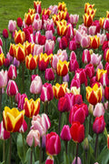 Long Lasting Giants Tulip Blend