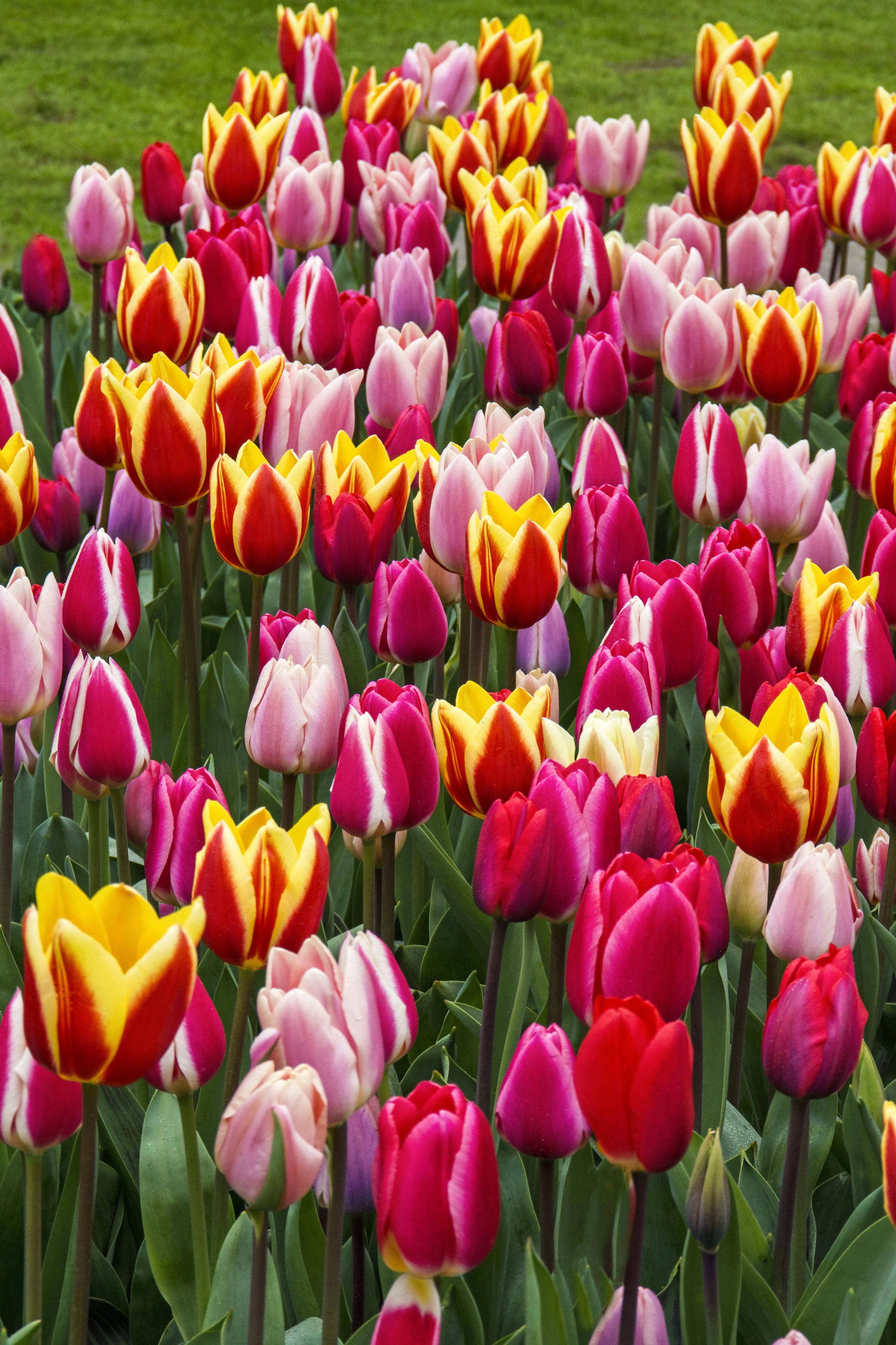 Long Lasting Giants Tulip Blend