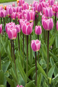 Light and Dreamy Darwin Hybrid Tulip
