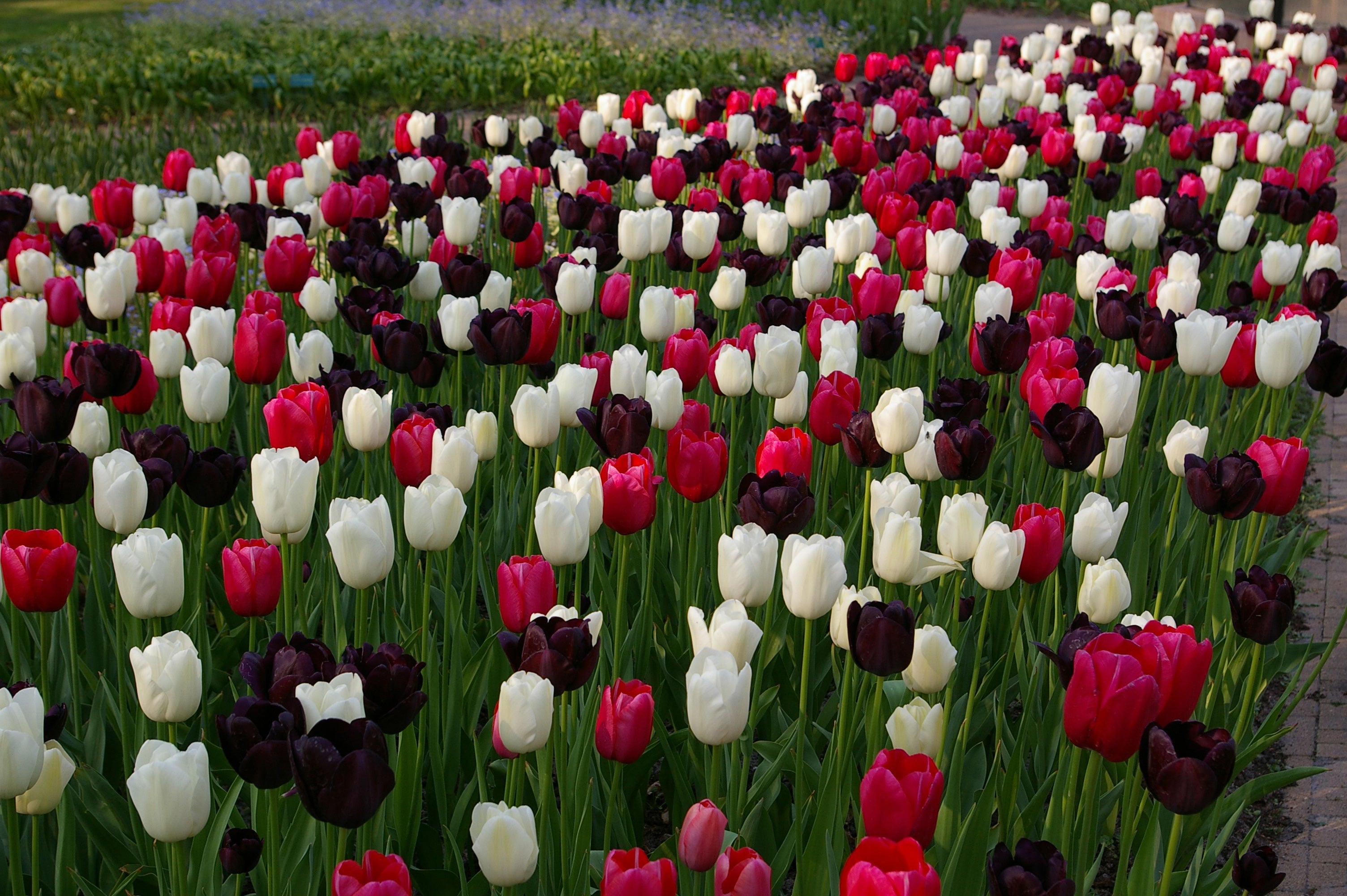 Night and Day Tulip Blend