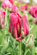 Red Madonna Parrot Tulip