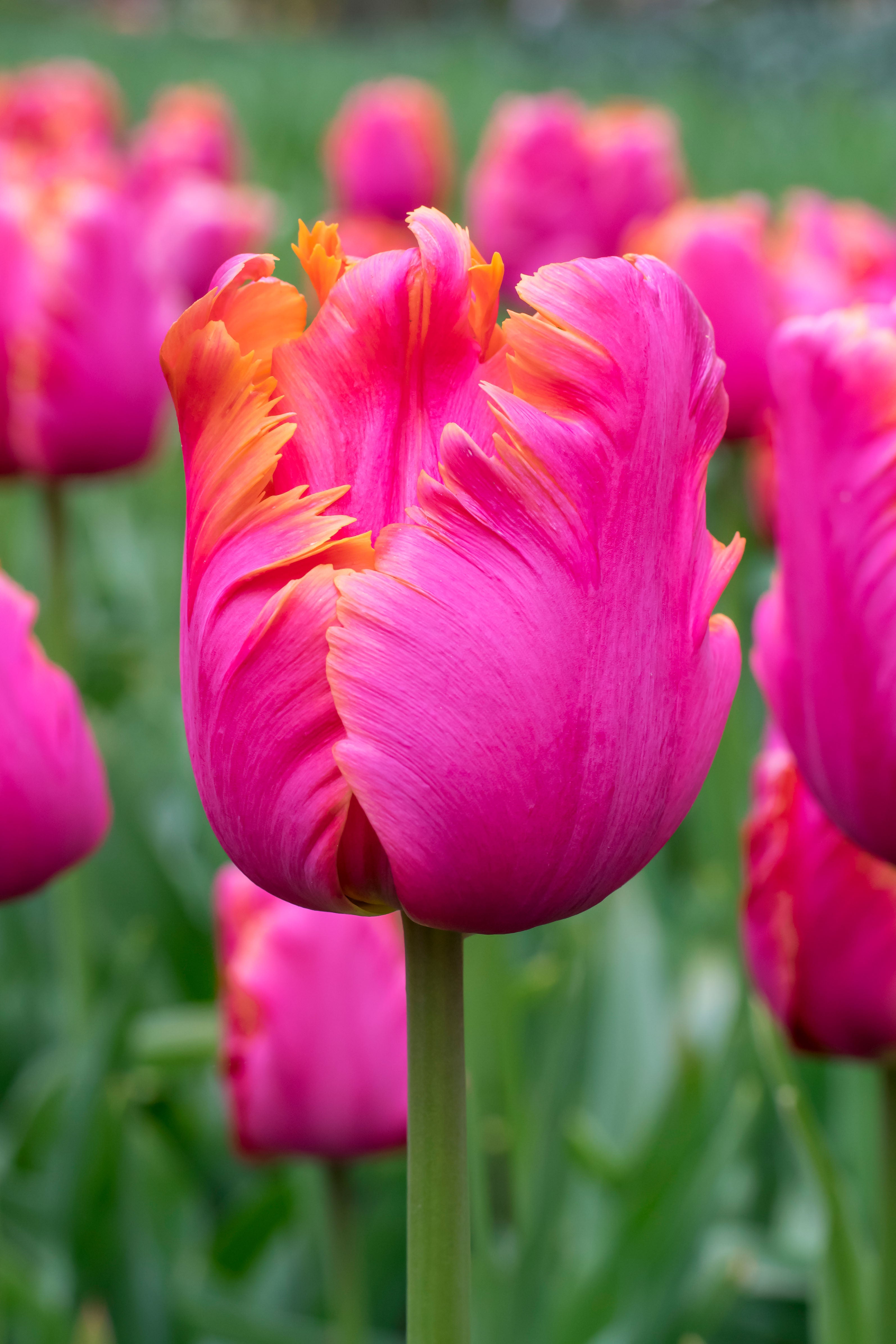 Amazing Parrot Tulip