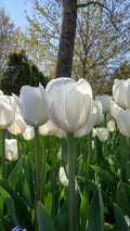 Royal Virgin Triumph Tulip