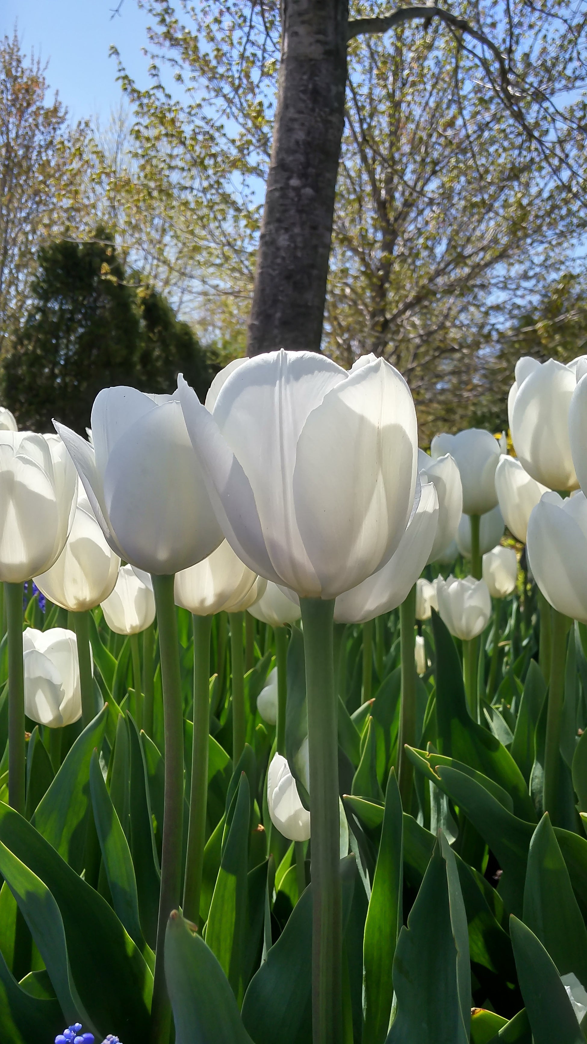 Royal Virgin Triumph Tulip