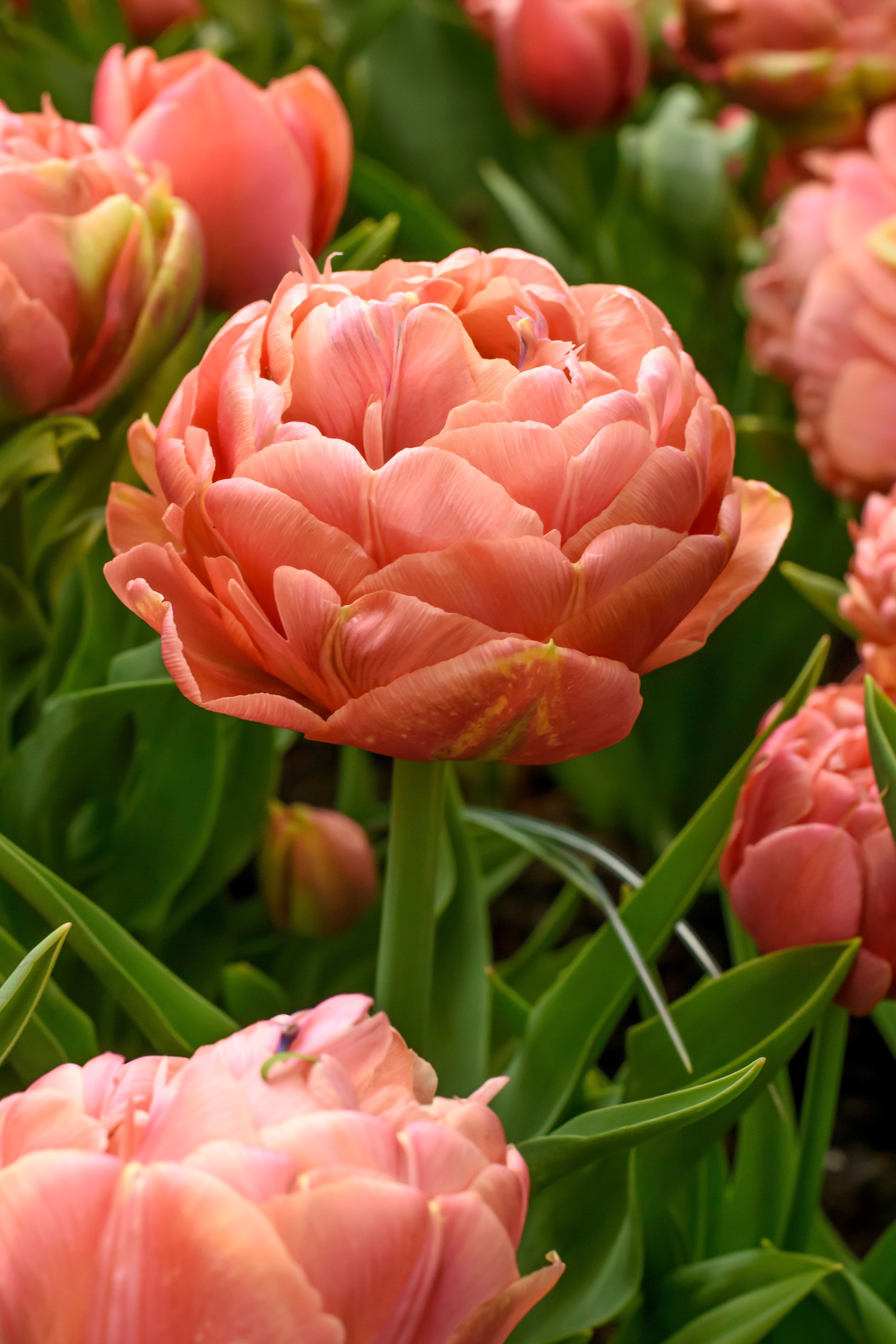 Copper Image Double Tulip