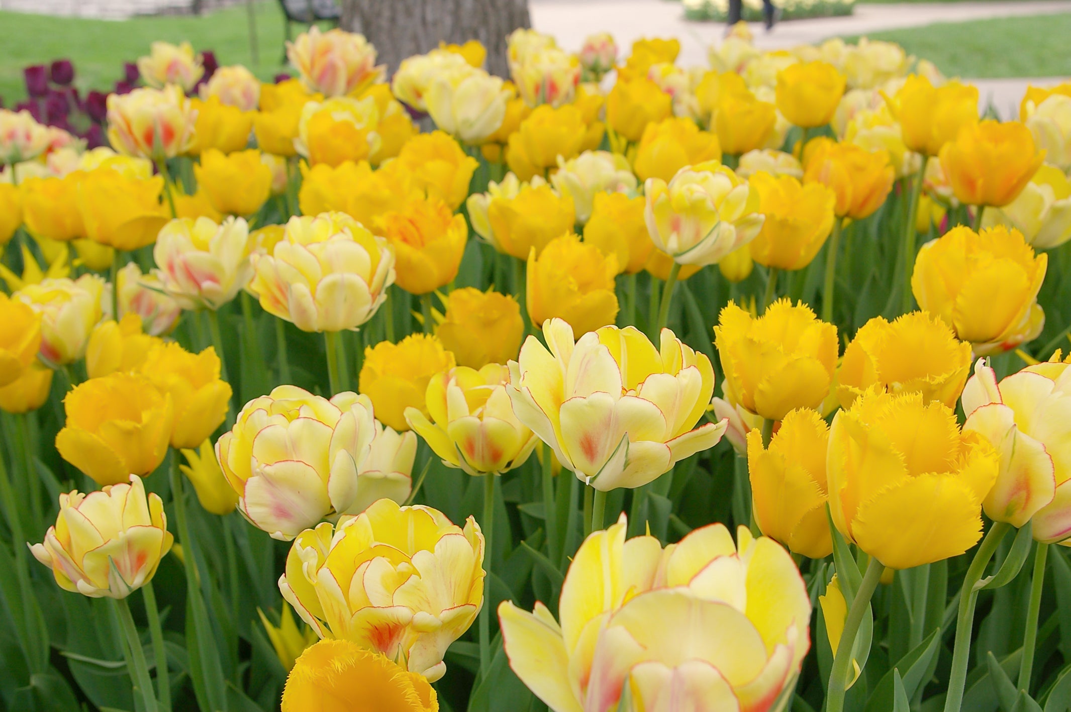 Paradise Found Tulip Blend
