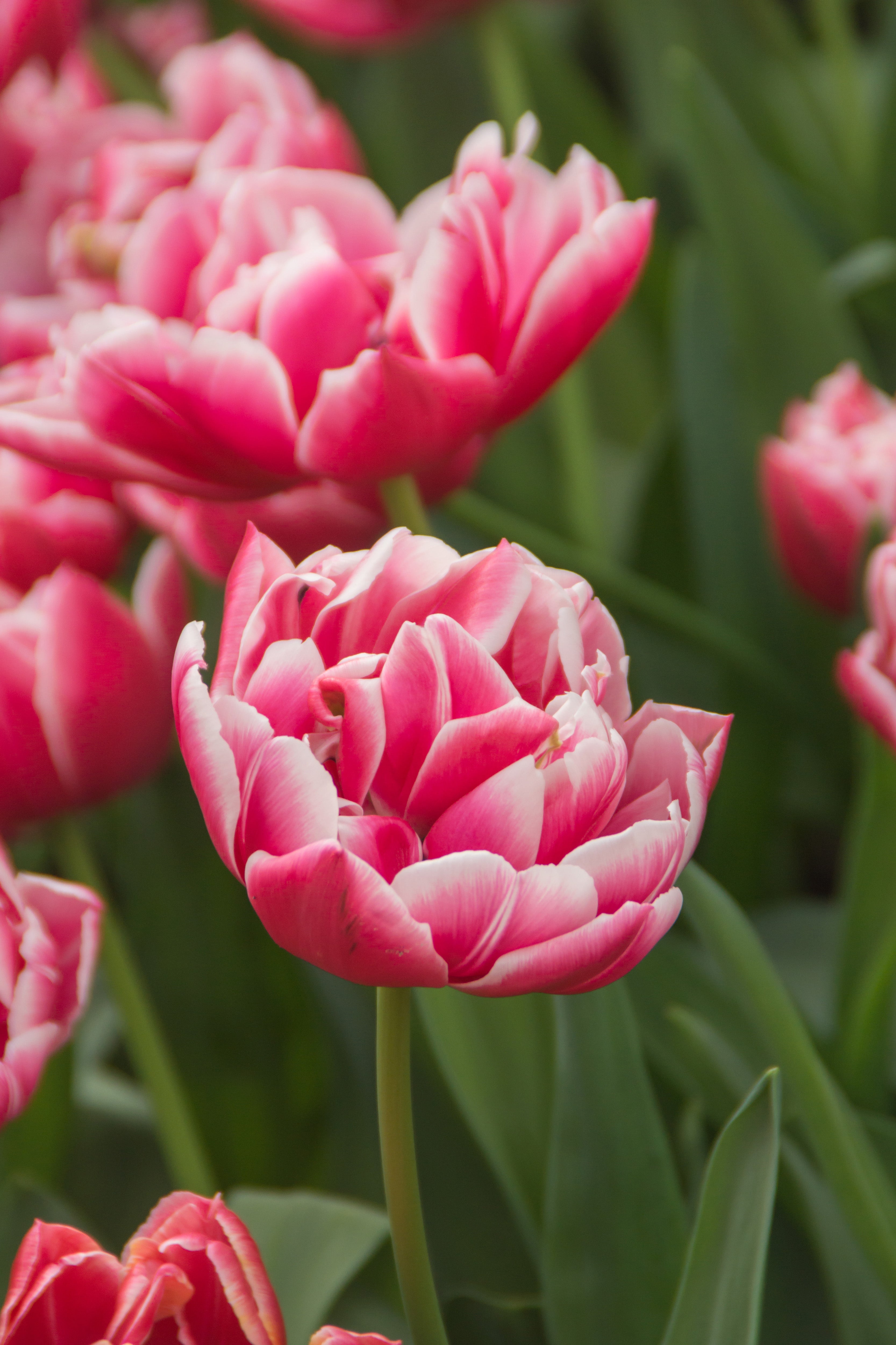 Columbus Double Tulip