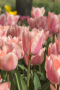 Apricona Single Tulip