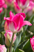 Memphis Triumph Tulip