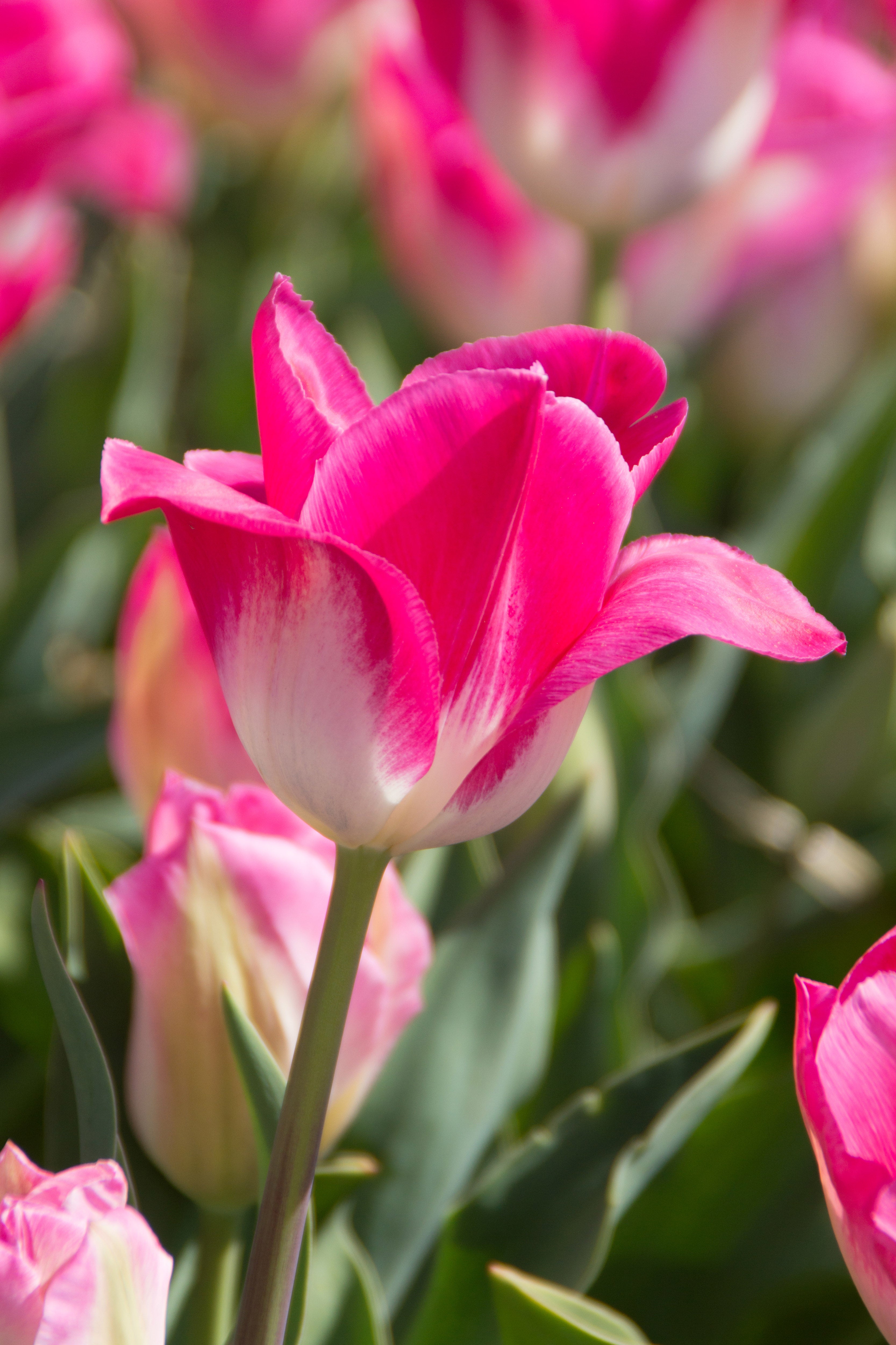 Memphis Triumph Tulip