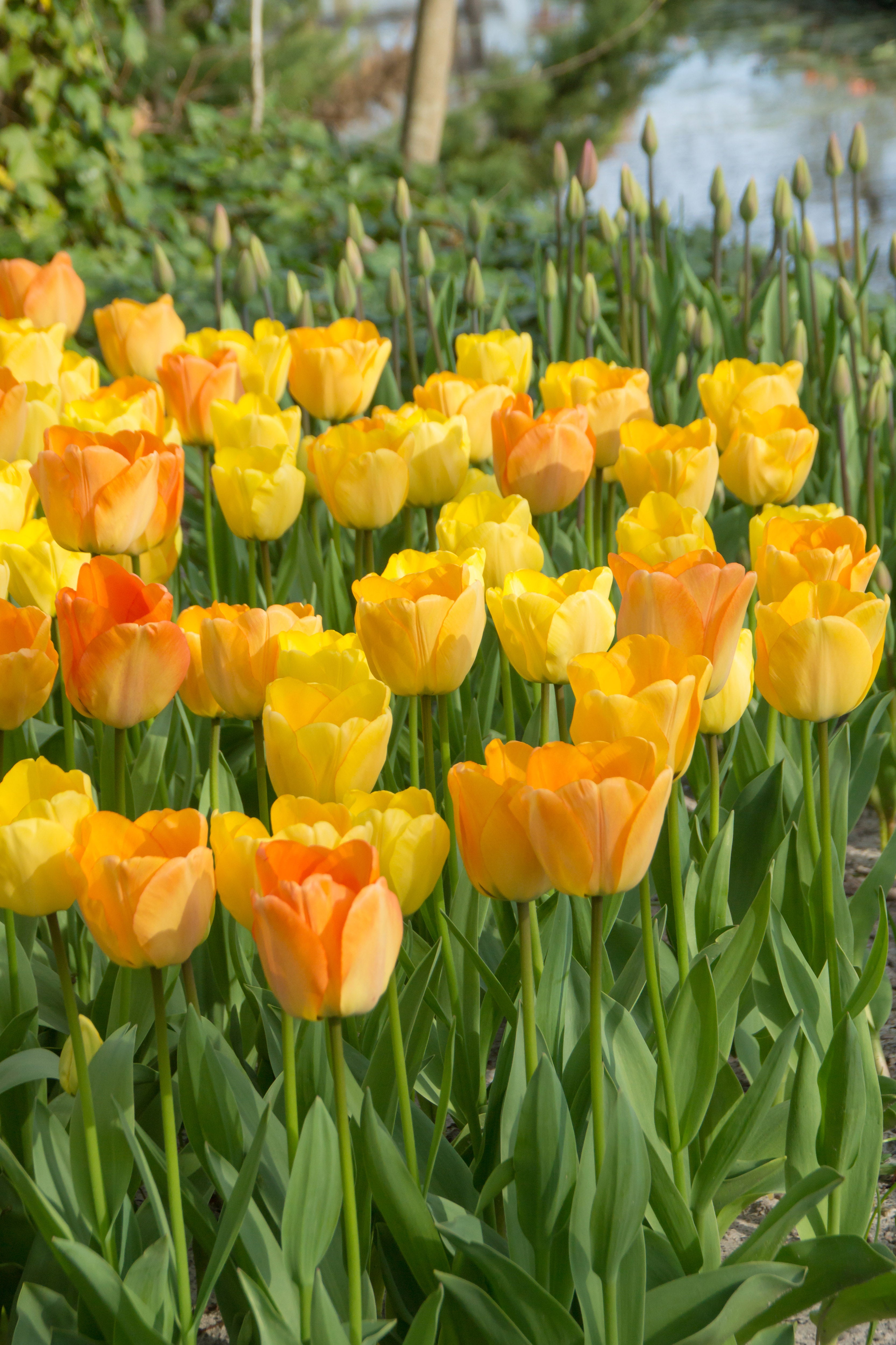 Daydream Darwin Hybrid Tulip