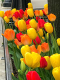 Warm Spring Day Tulip Blend