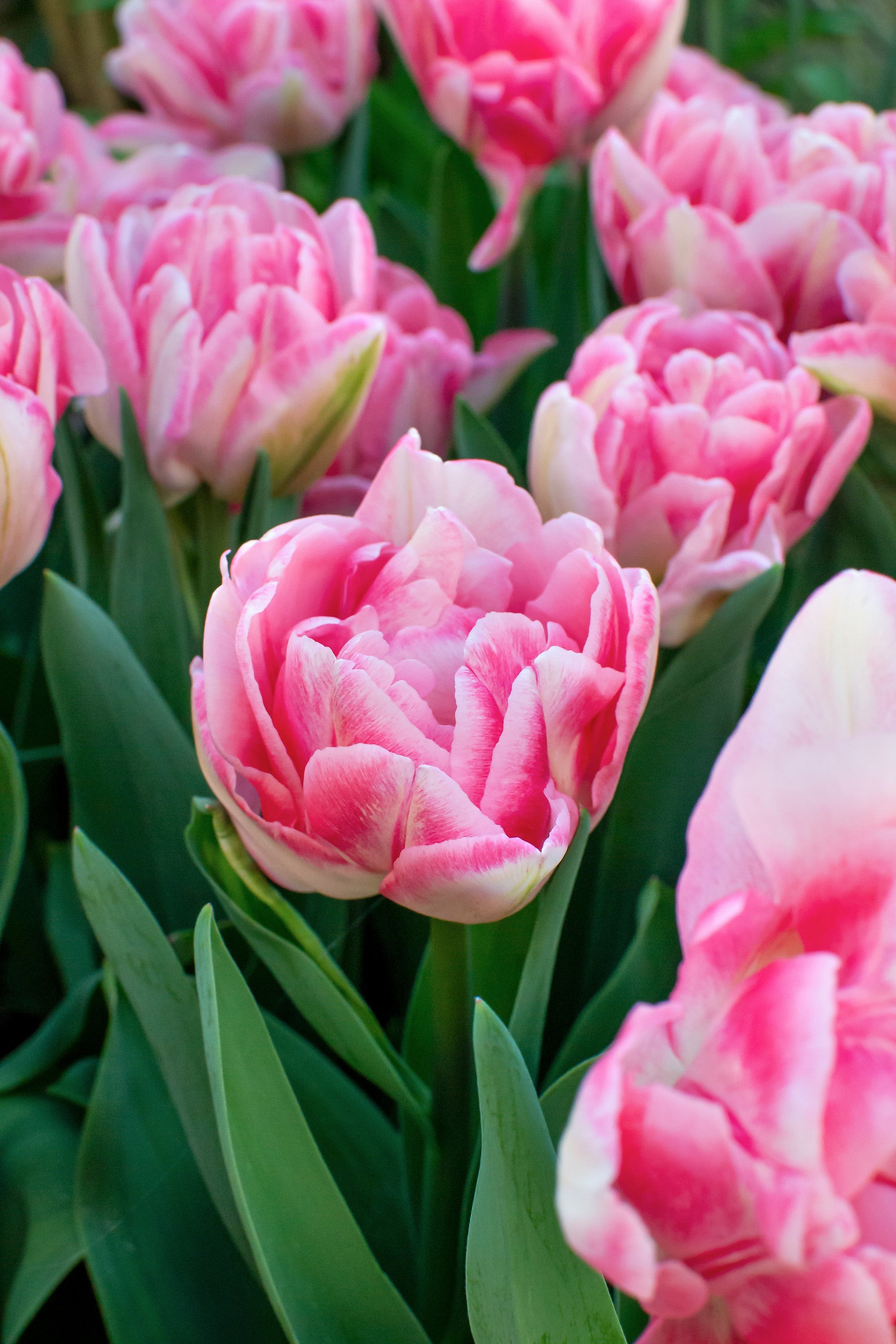 Foxtrot Double Tulip