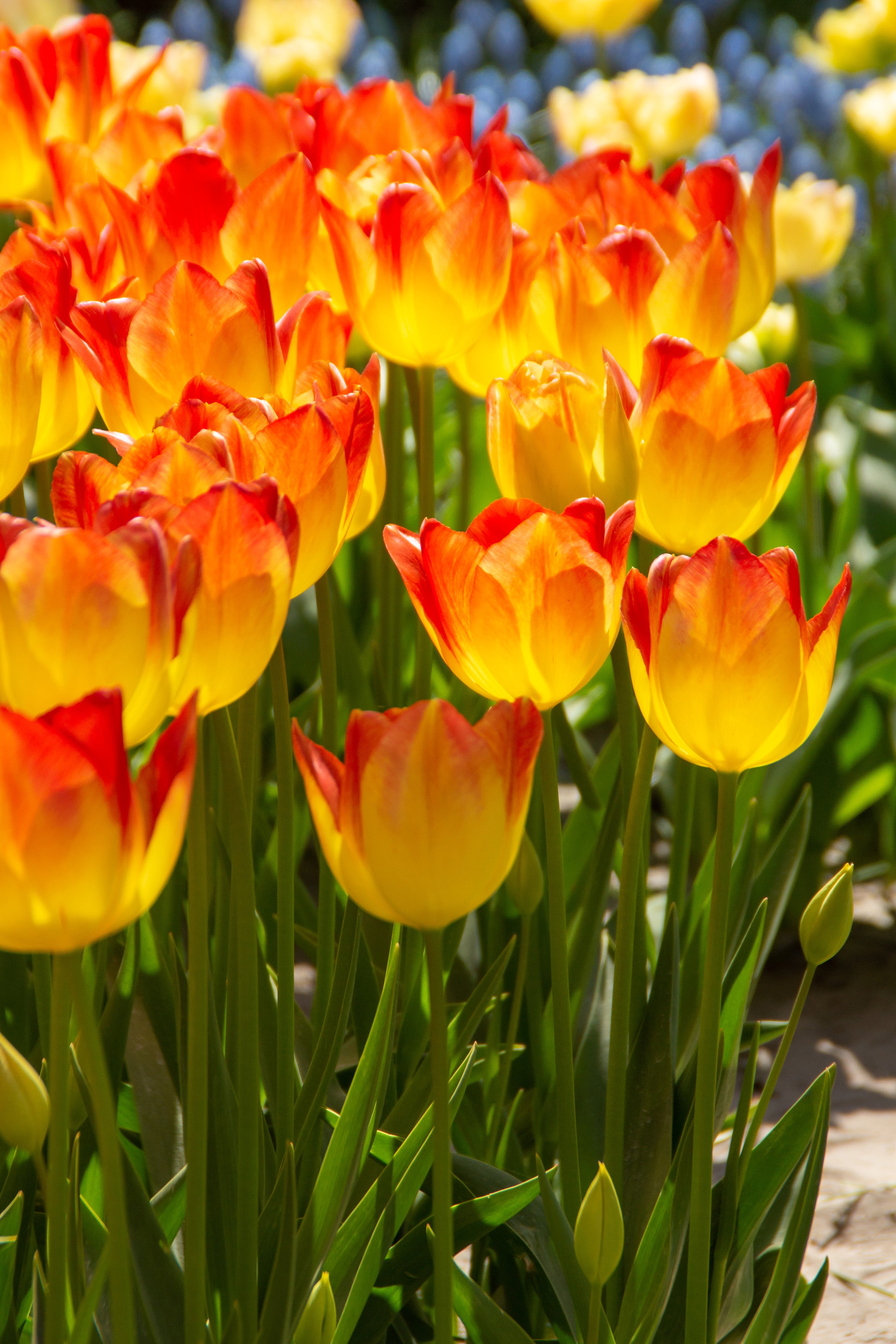 Suncatcher Triumph Tulip