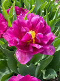 Showcase Double Tulip