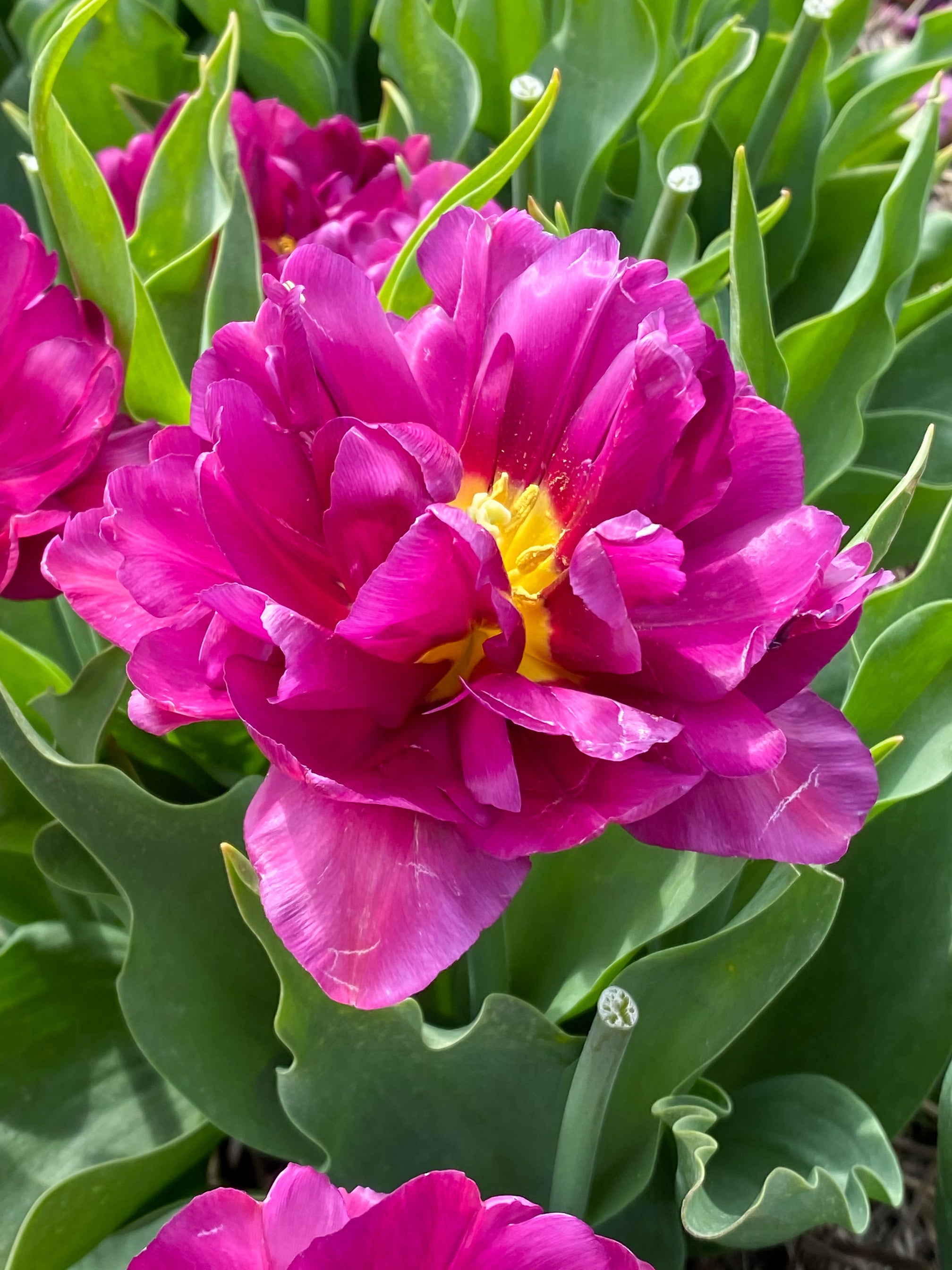 Showcase Double Tulip