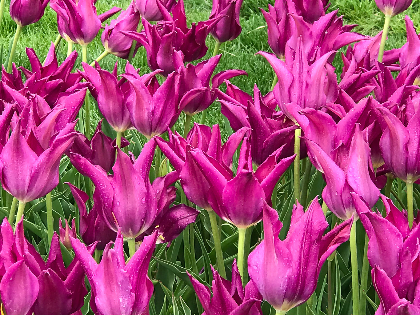 Purple Dream Lily-Flowering Tulip