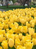 Yellow Emperor Tulip