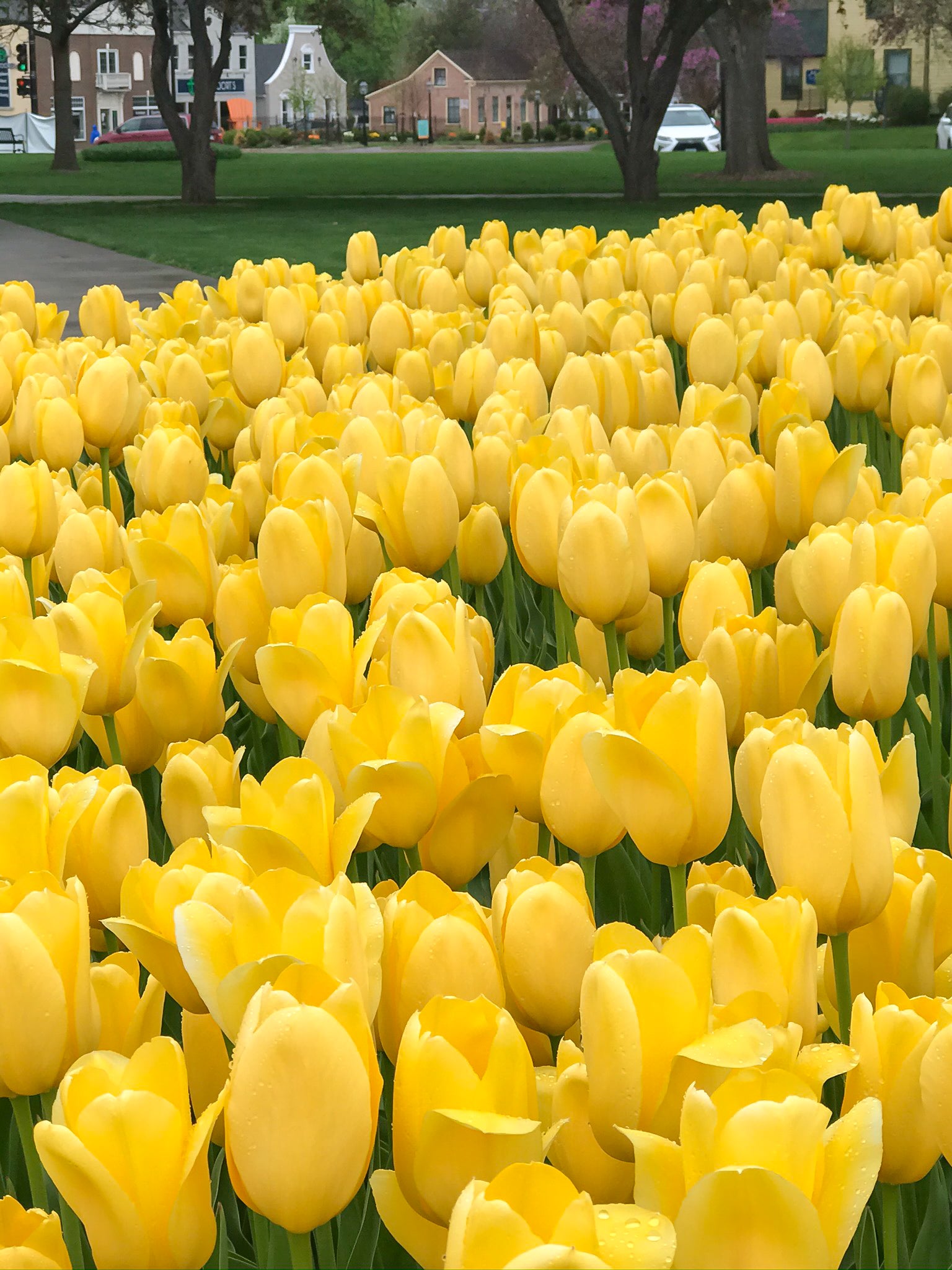 Yellow Emperor Tulip