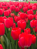Red Impression Darwin Hybrid Tulip