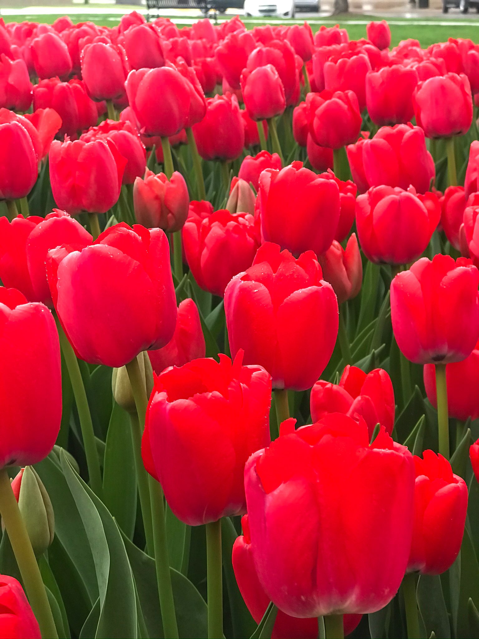 Red Impression Darwin Hybrid Tulip