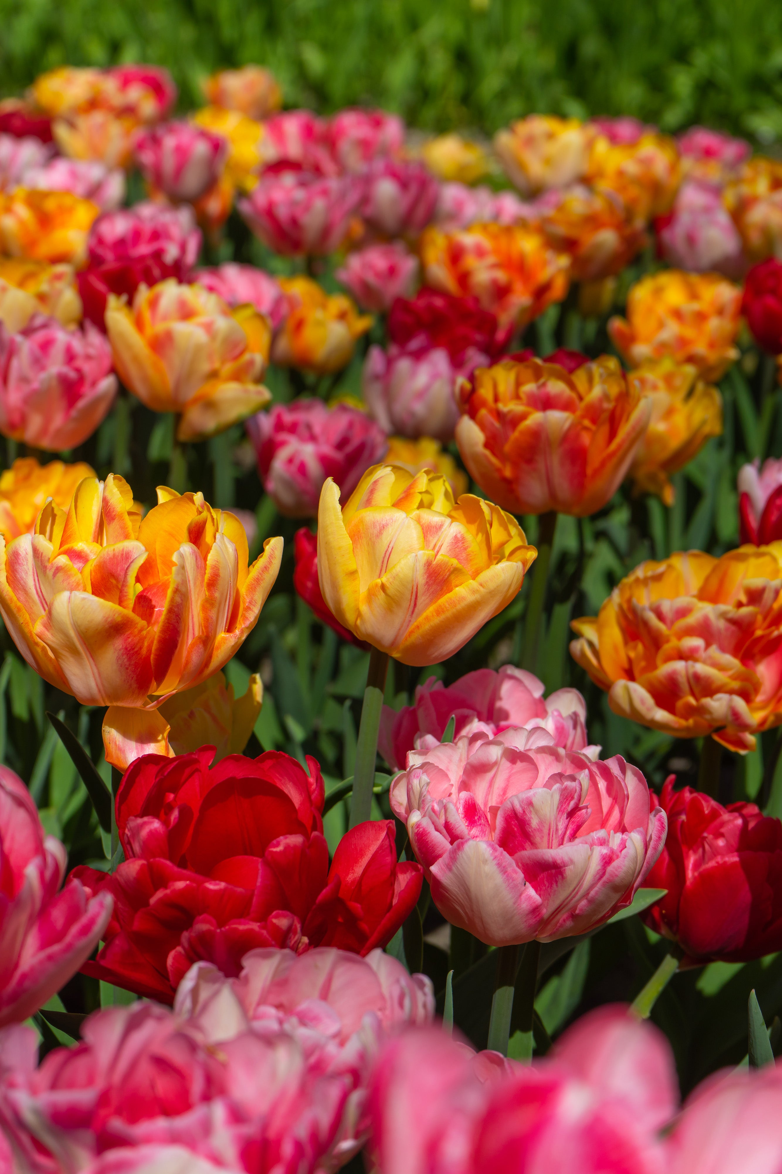 Foxtrot Dance Tulip Blend