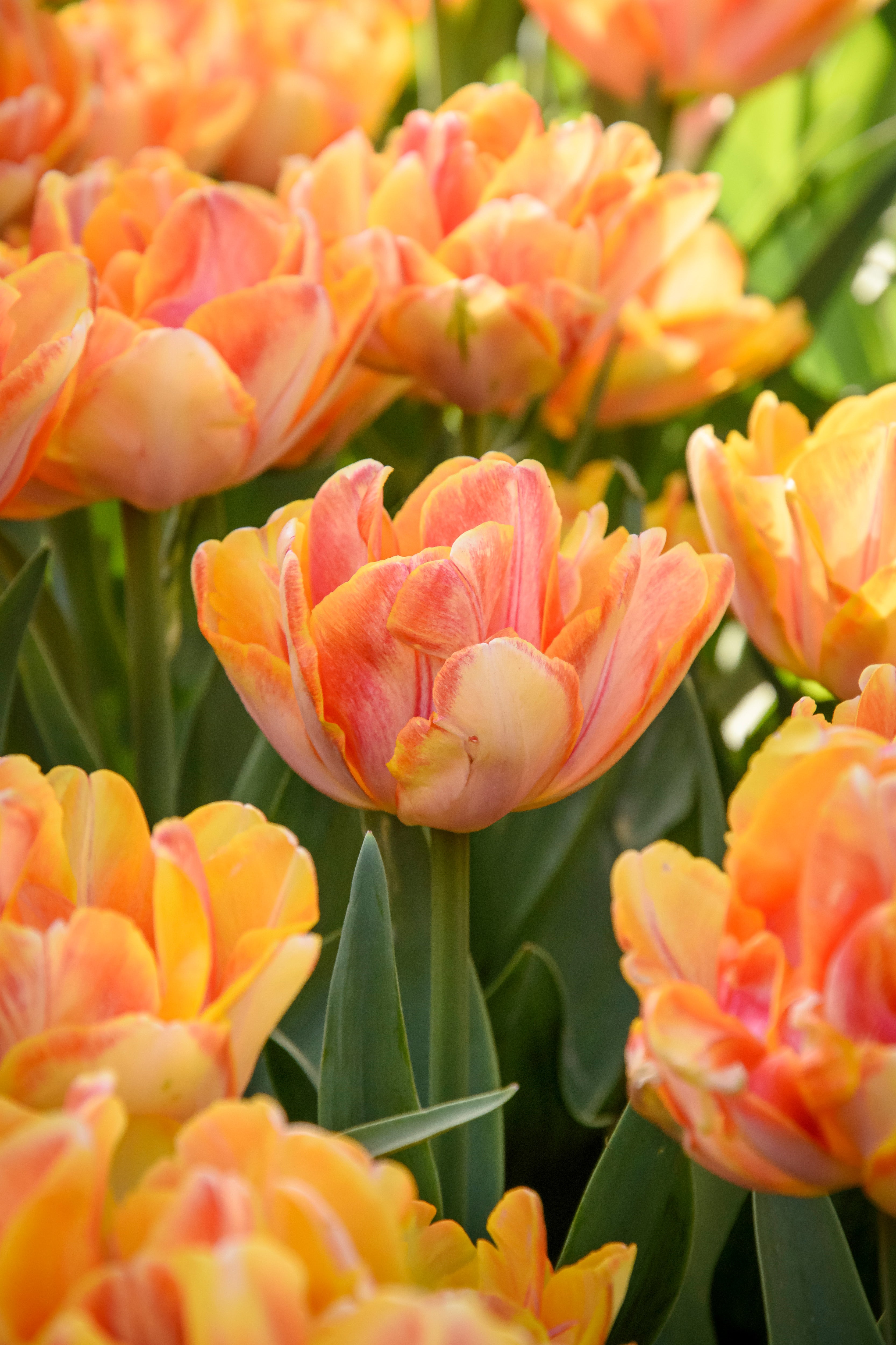 Foxy Foxtrot Double Tulip