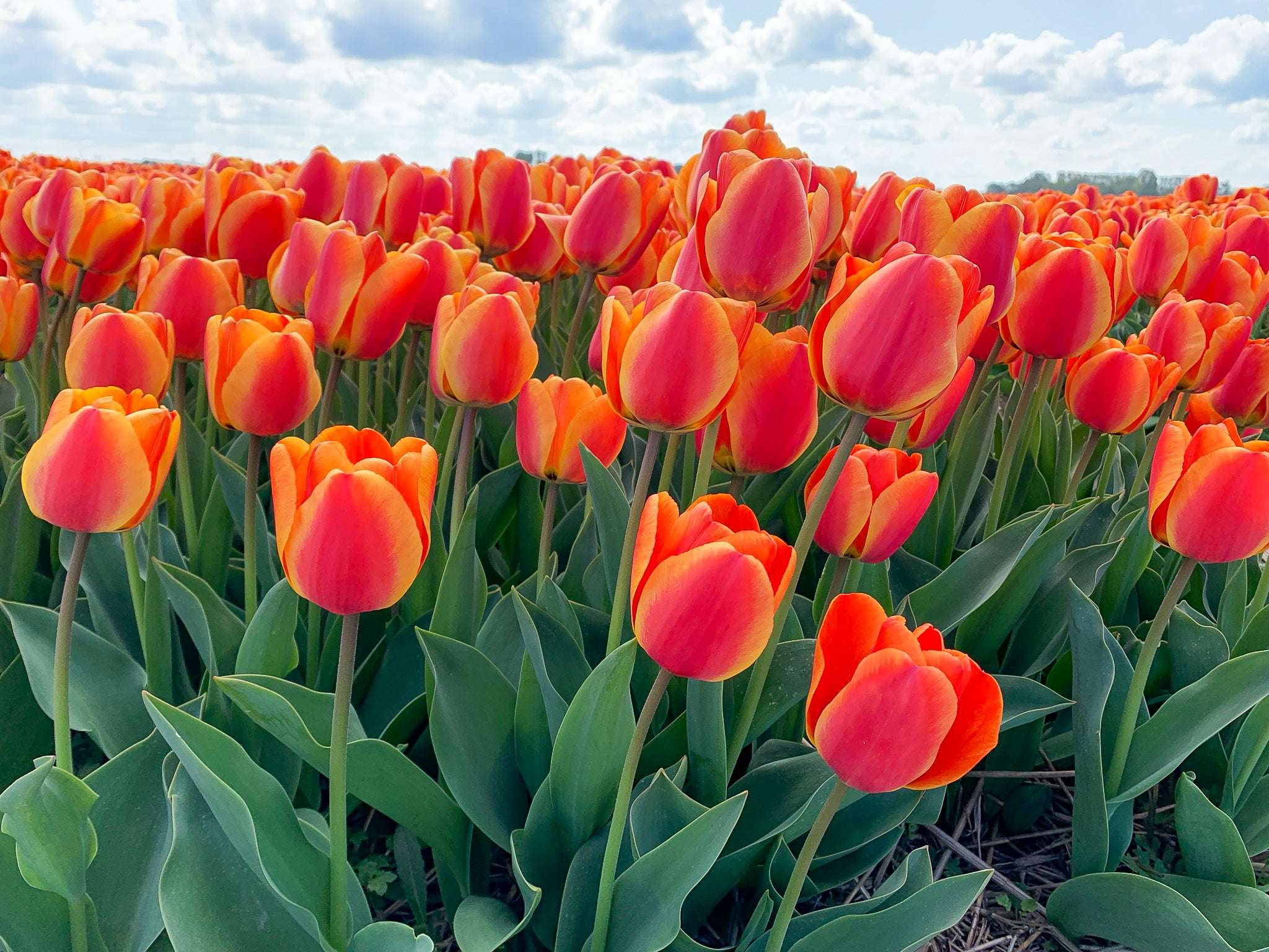 Apeldoorn's Elite Darwin Hybrid Tulip