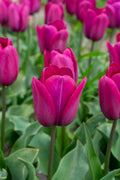 Endurance Triumph Tulip