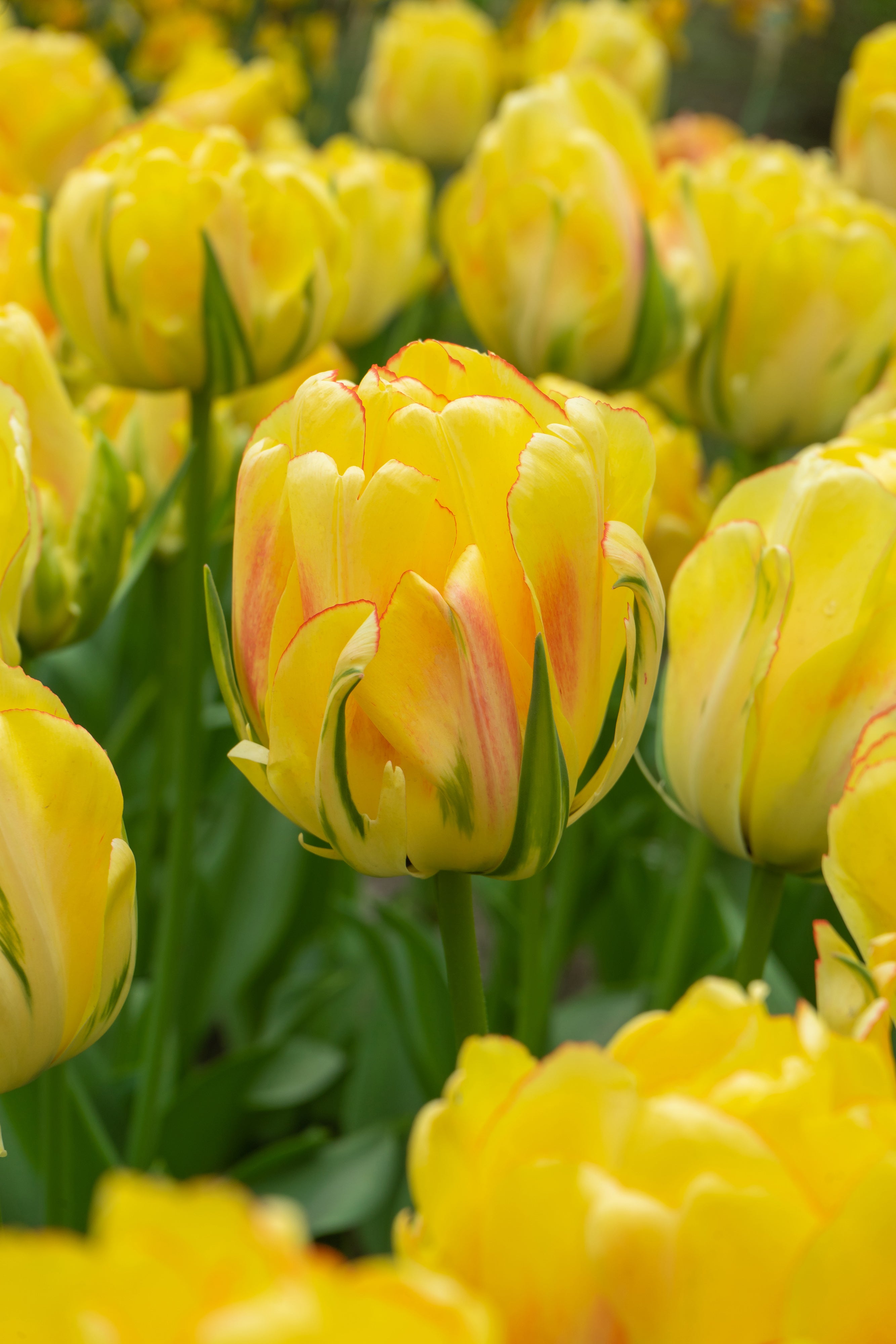 Akebono Double Tulip