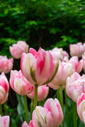 Finola Double Tulip