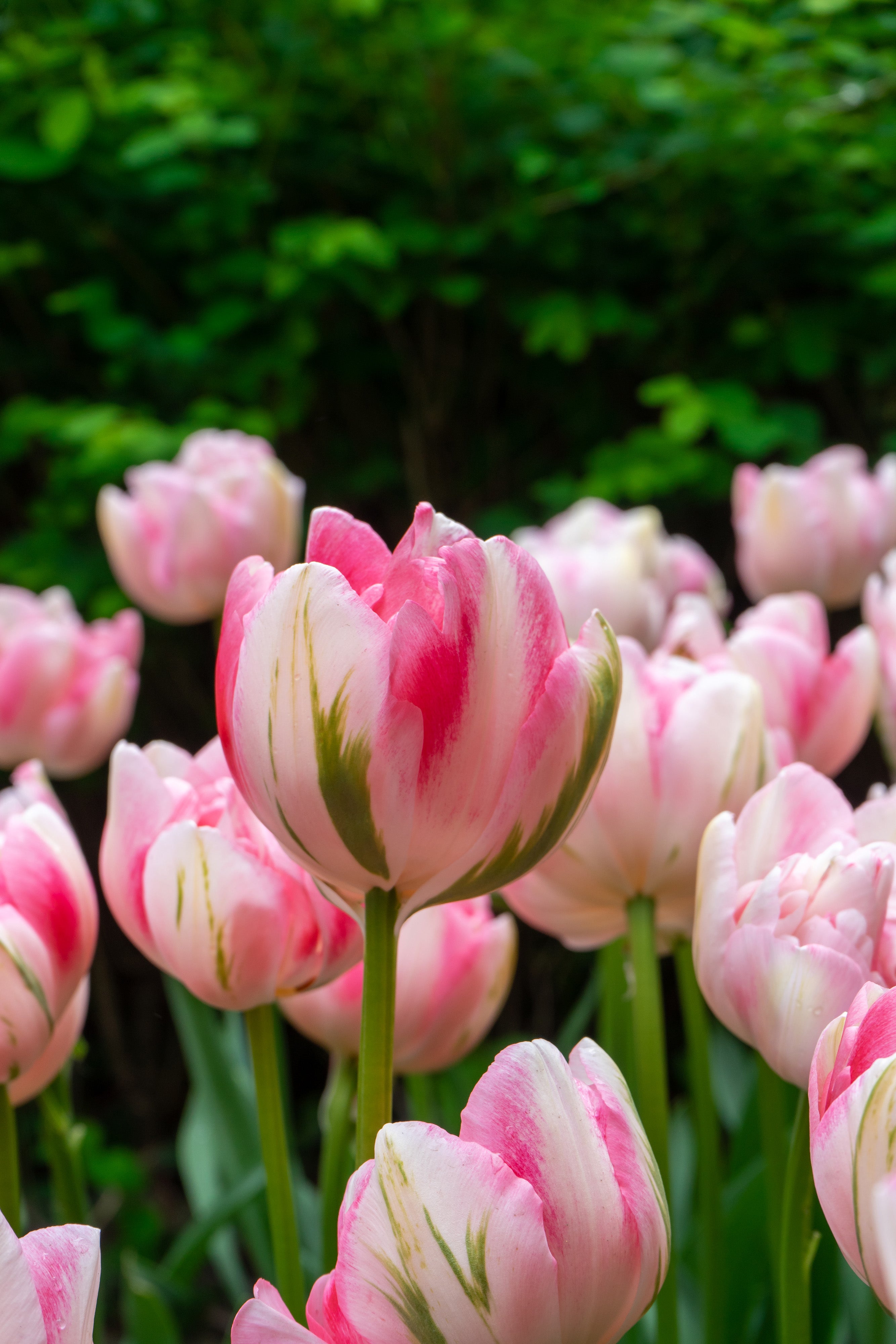 Finola Double Tulip