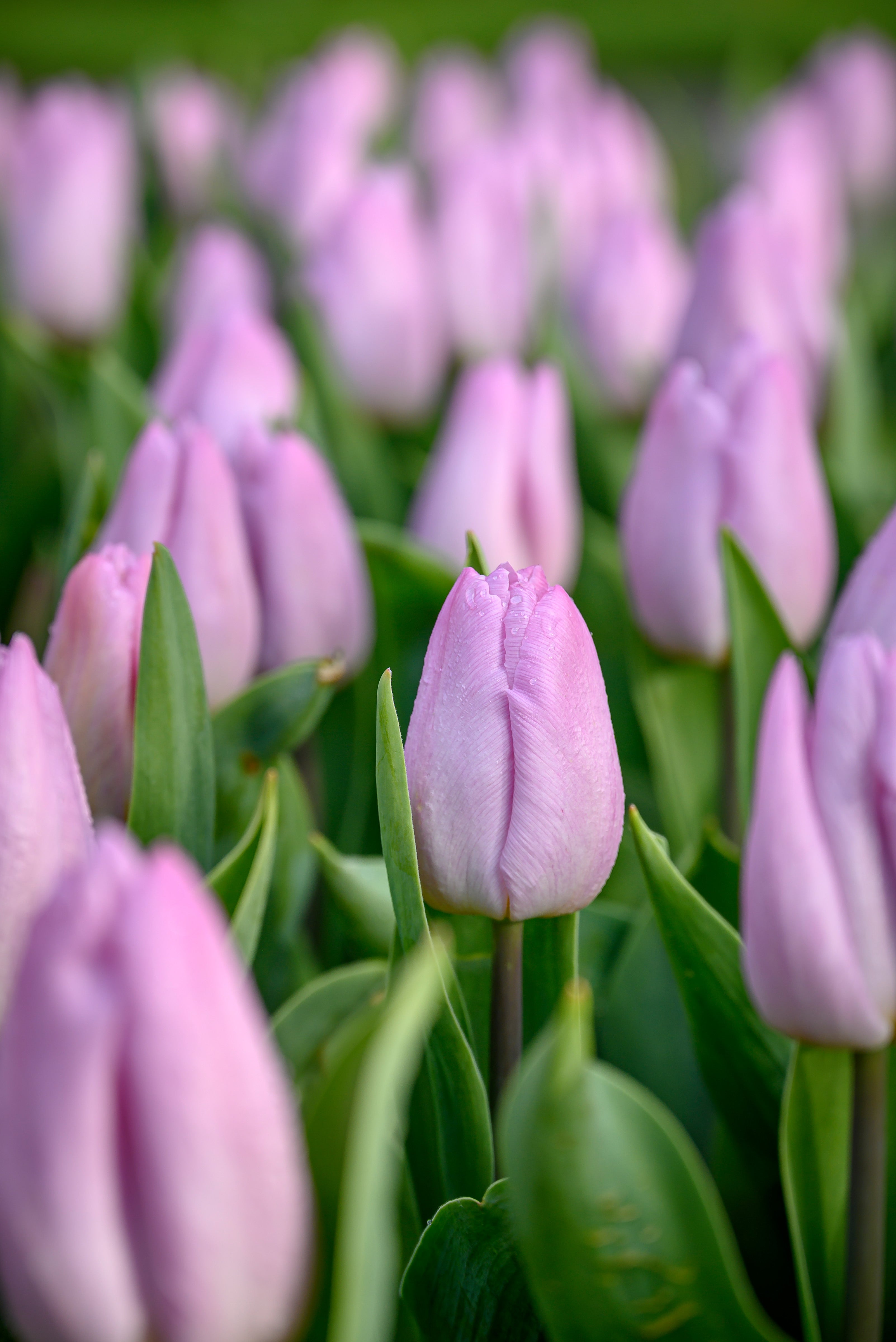 Candy Prince Single Tulip