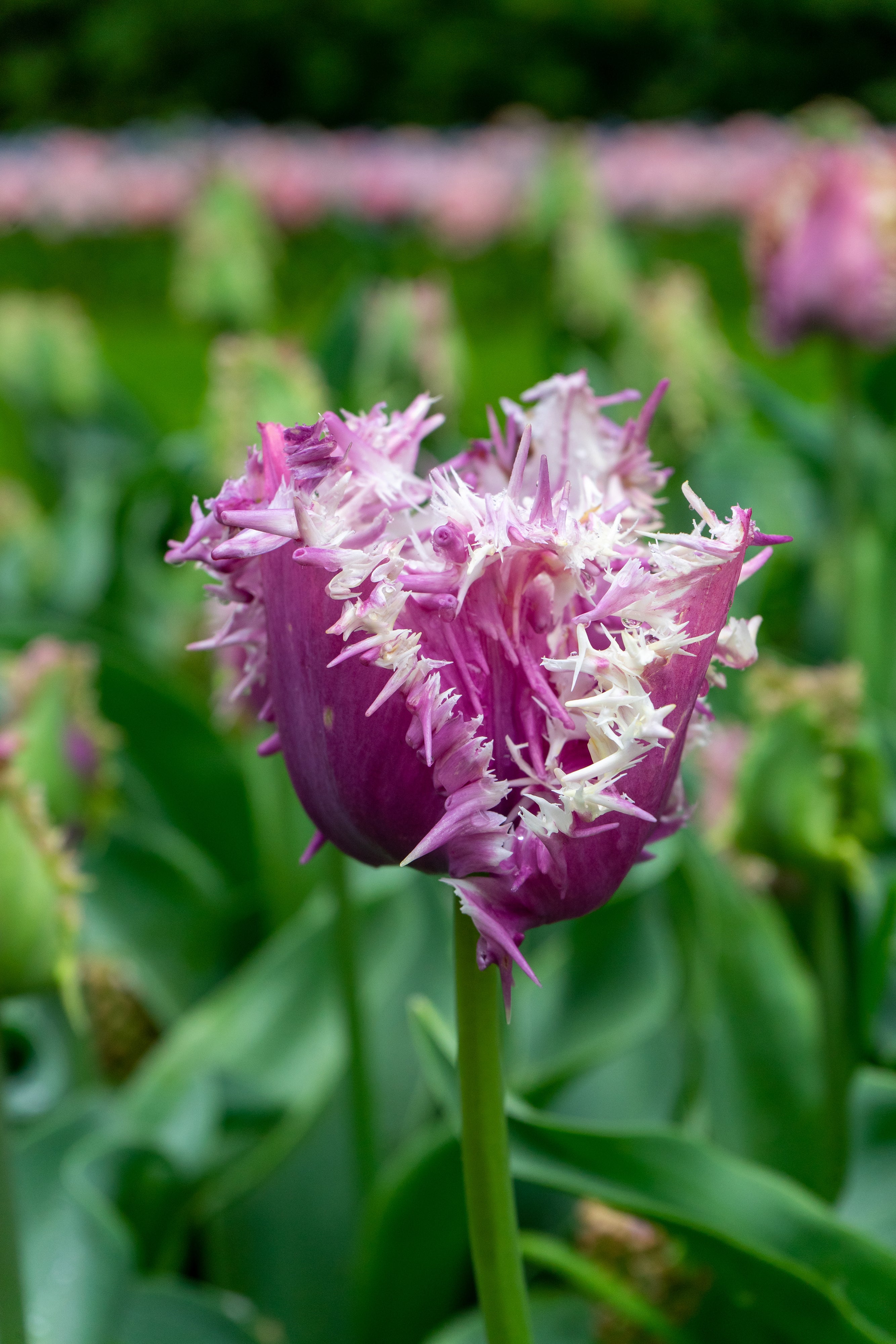 Crunchy Cummins Fringed Tulip