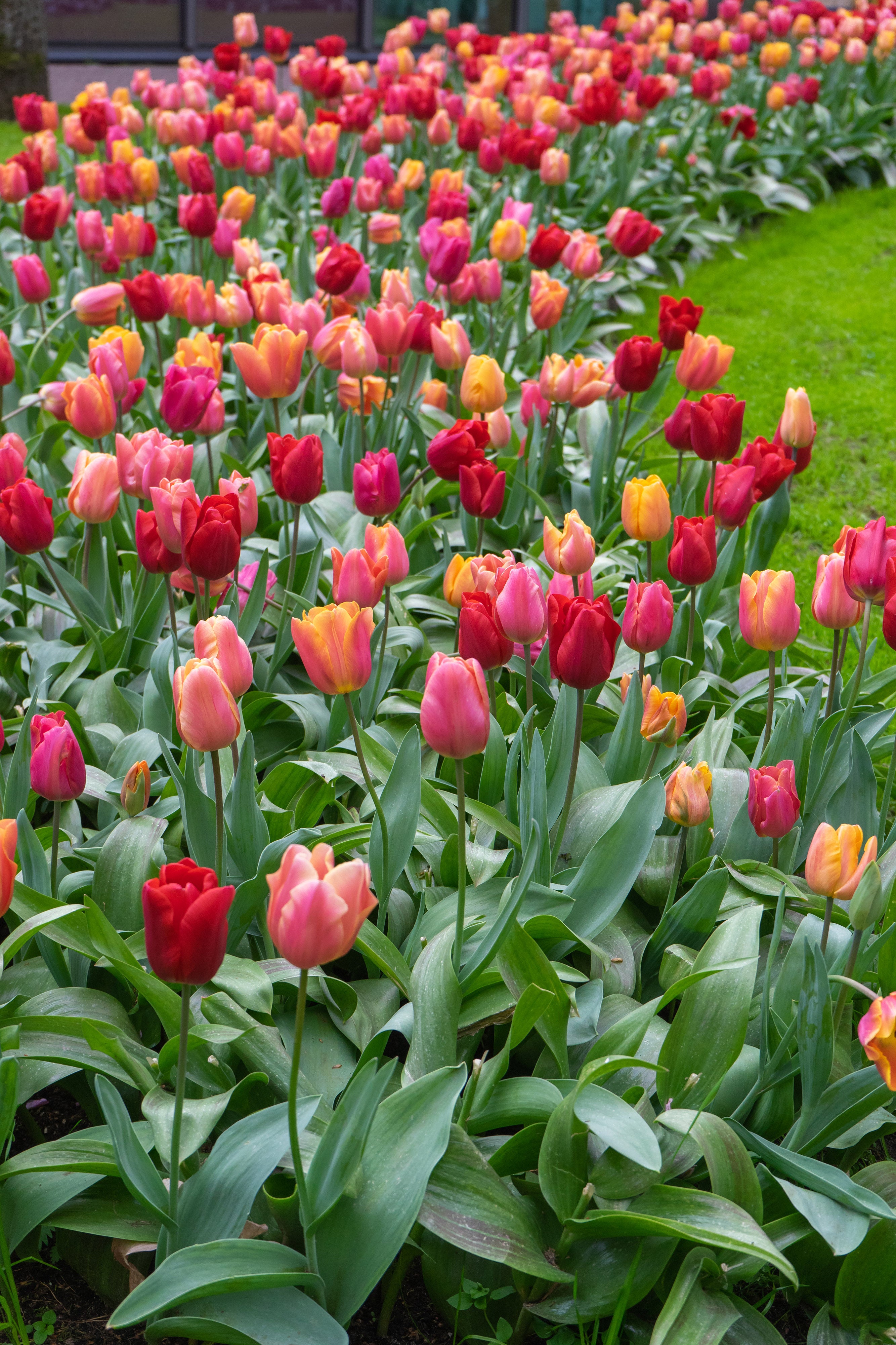Lovely Ladies Tulip Blend