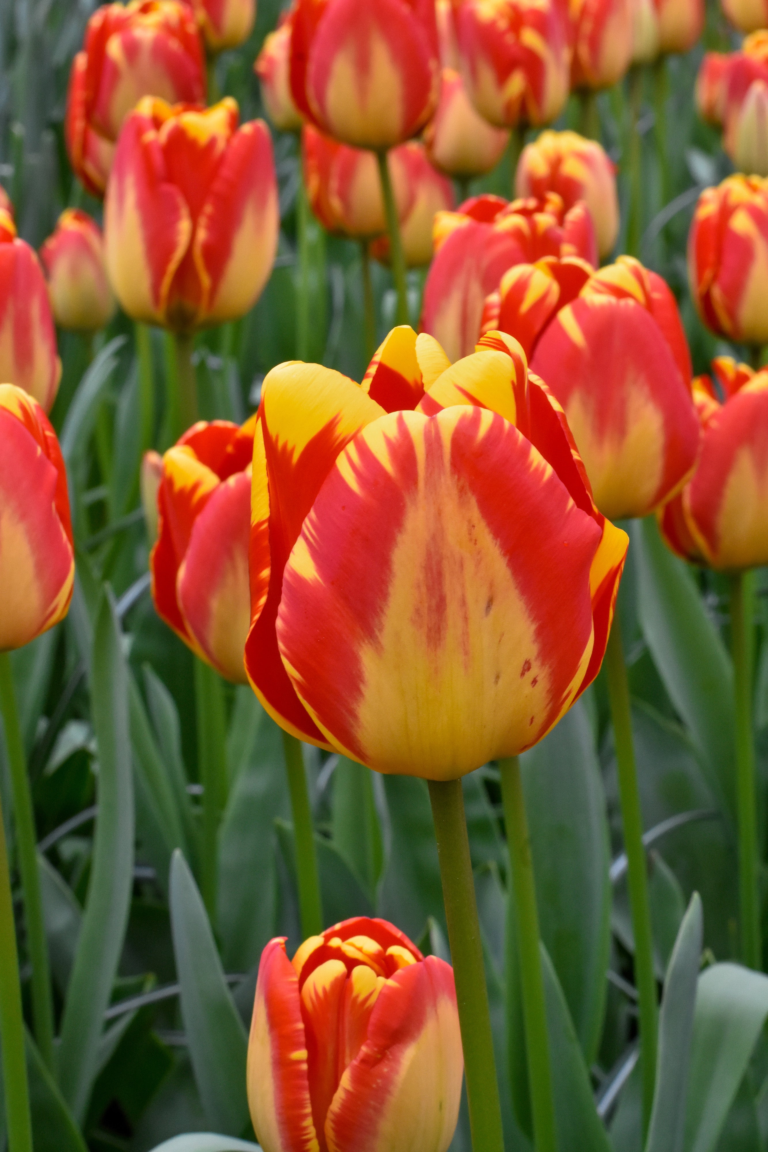 Banja Luka Darwin Hybrid Tulip