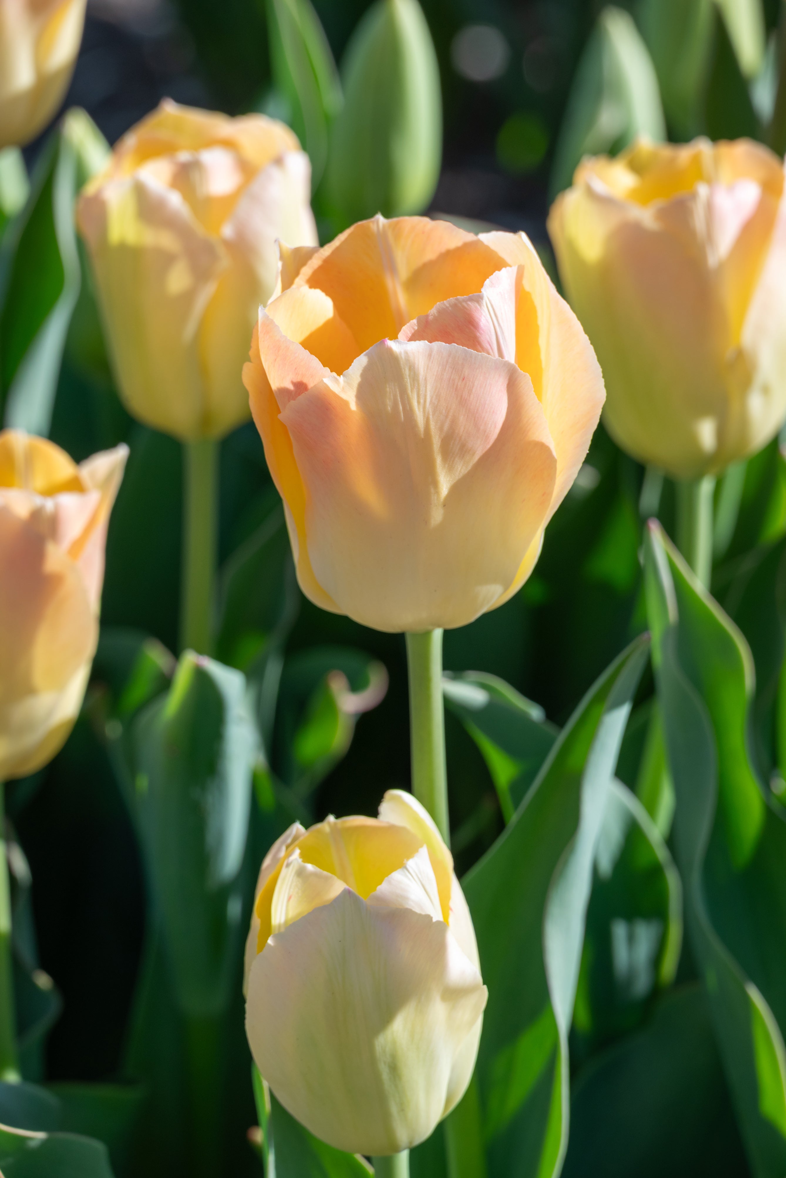 Jade Maiden Darwin Hybrid Tulip