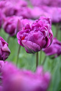 Negrita Double Tulip