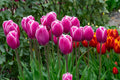 Outlook Triumph Tulip