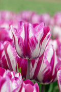 Ohio Triumph Tulip