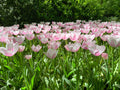 Jumbo Beauty Single Tulip