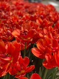 Icoon Double Tulip