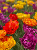 Marcy Tulip Blend