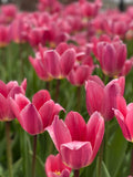 Pink Pride Darwin Hybrid Tulip