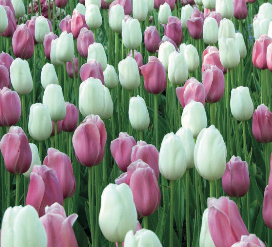 Marshmallow Fields Tulip Blend