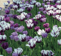 Eye Catcher Tulip Blend