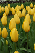 Big Smile Single Tulip